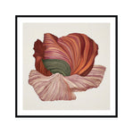 Poppy in Bloom
