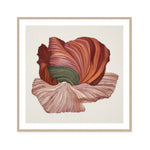 Poppy in Bloom