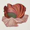 Poppy in Bloom