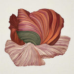 Poppy in Bloom
