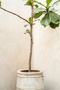 Rustic Potted Fiddle Leaf