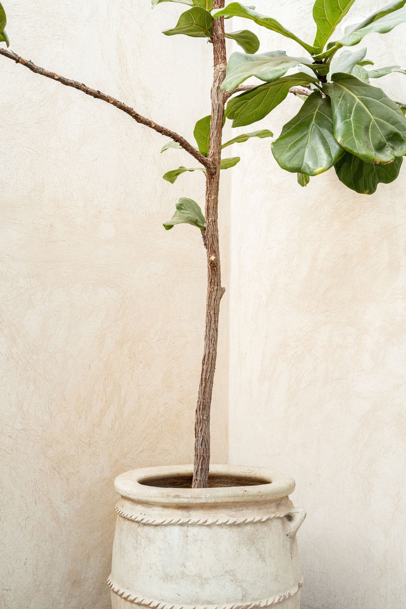 Rustic Potted Fiddle Leaf