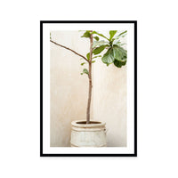 Rustic Potted Fiddle Leaf