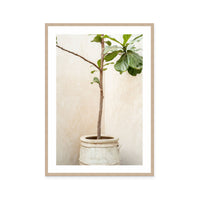 Rustic Potted Fiddle Leaf