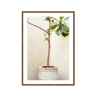 Rustic Potted Fiddle Leaf