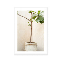 Rustic Potted Fiddle Leaf