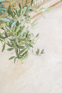 Soft Olive Branches