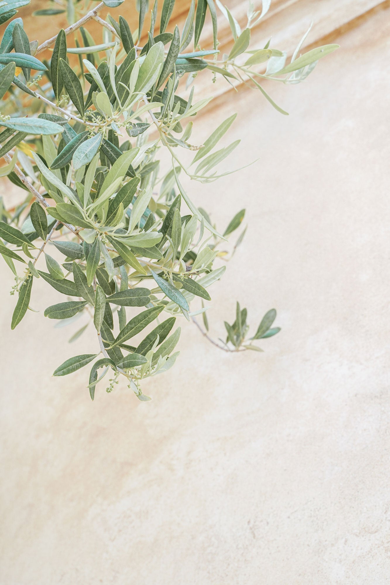 Soft Olive Branches