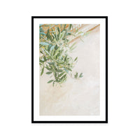Soft Olive Branches