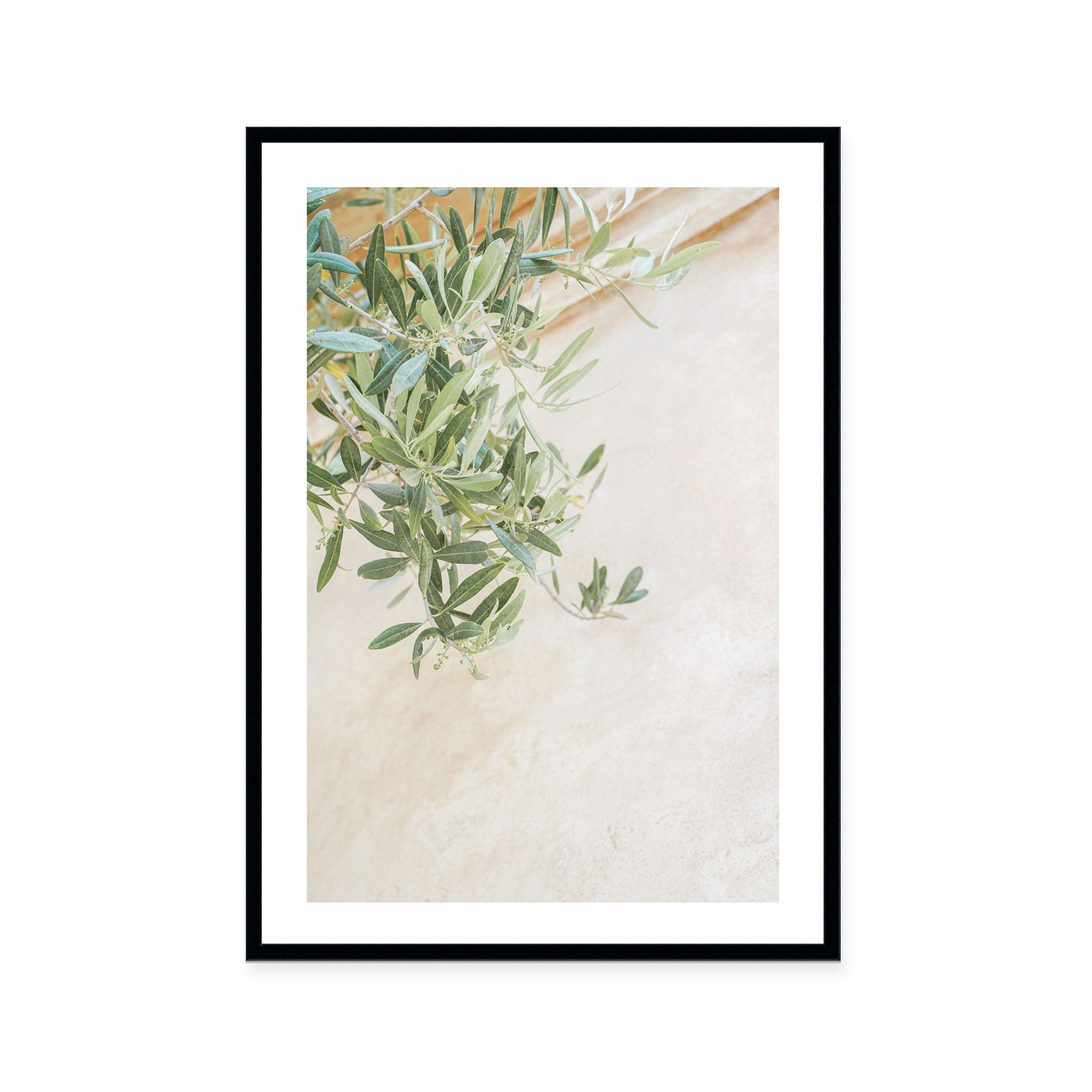 Soft Olive Branches