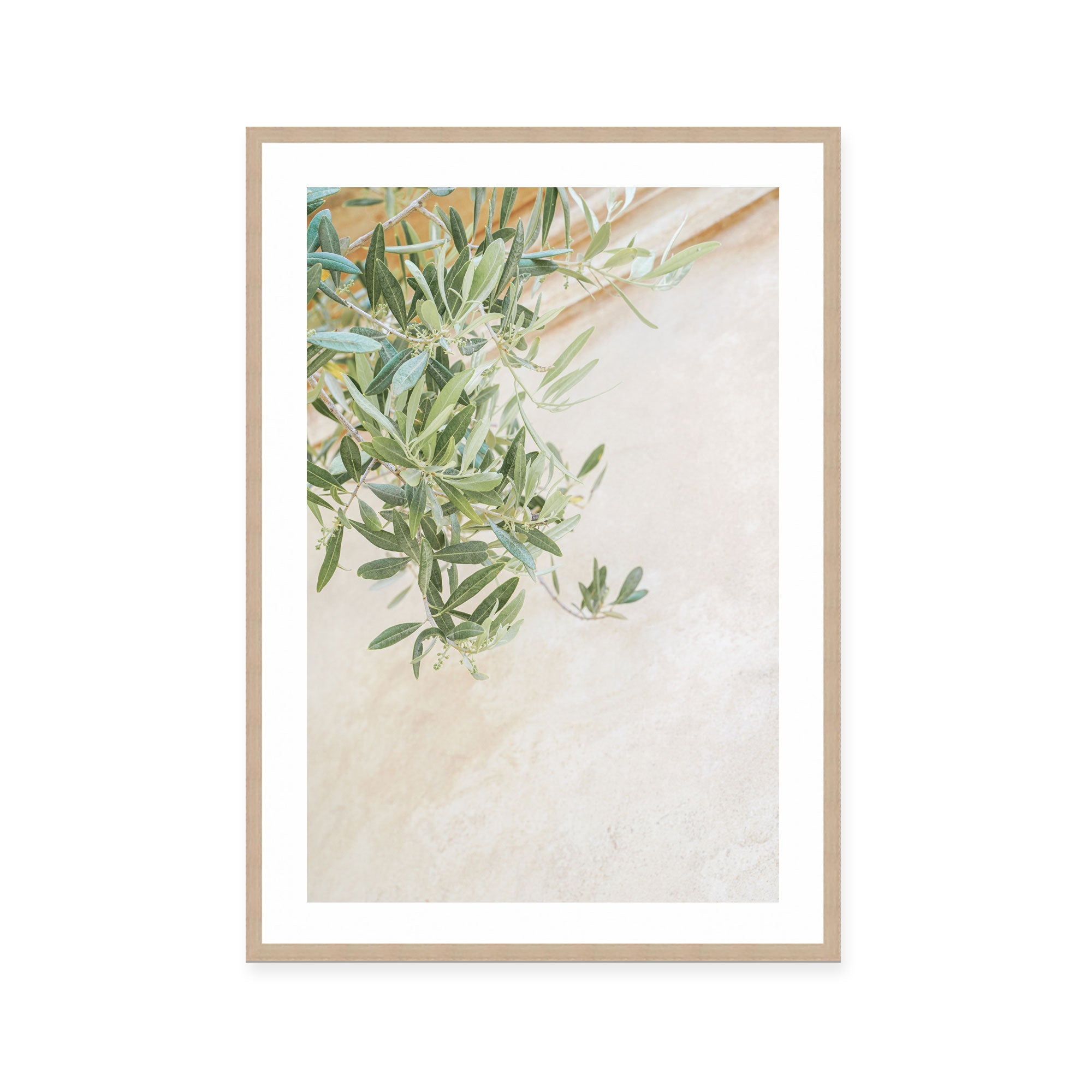 Soft Olive Branches