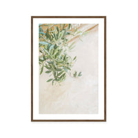 Soft Olive Branches