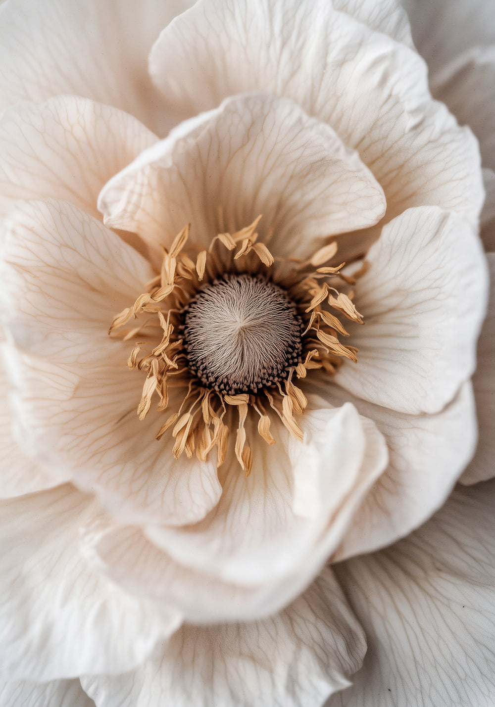 Soft Petal Dreams