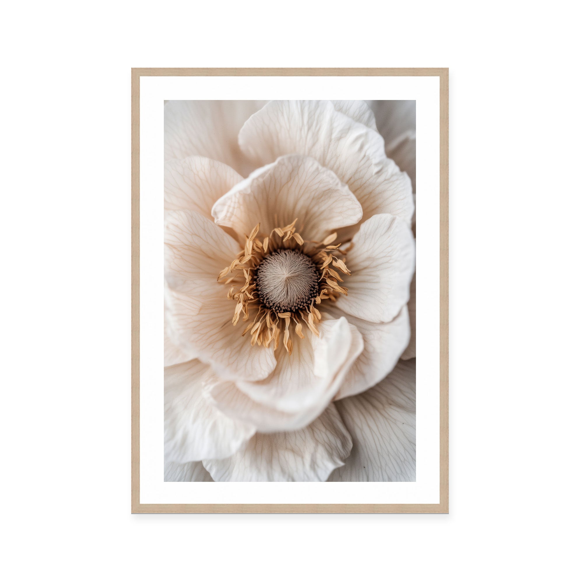Soft Petal Dreams