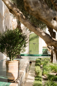 Tranquil Courtyard II