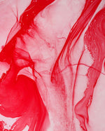 Waratah | Limited Edition Art Print | David Bottrell