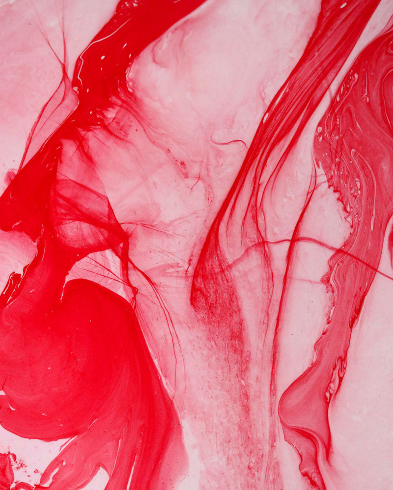 Waratah | Limited Edition Art Print | David Bottrell