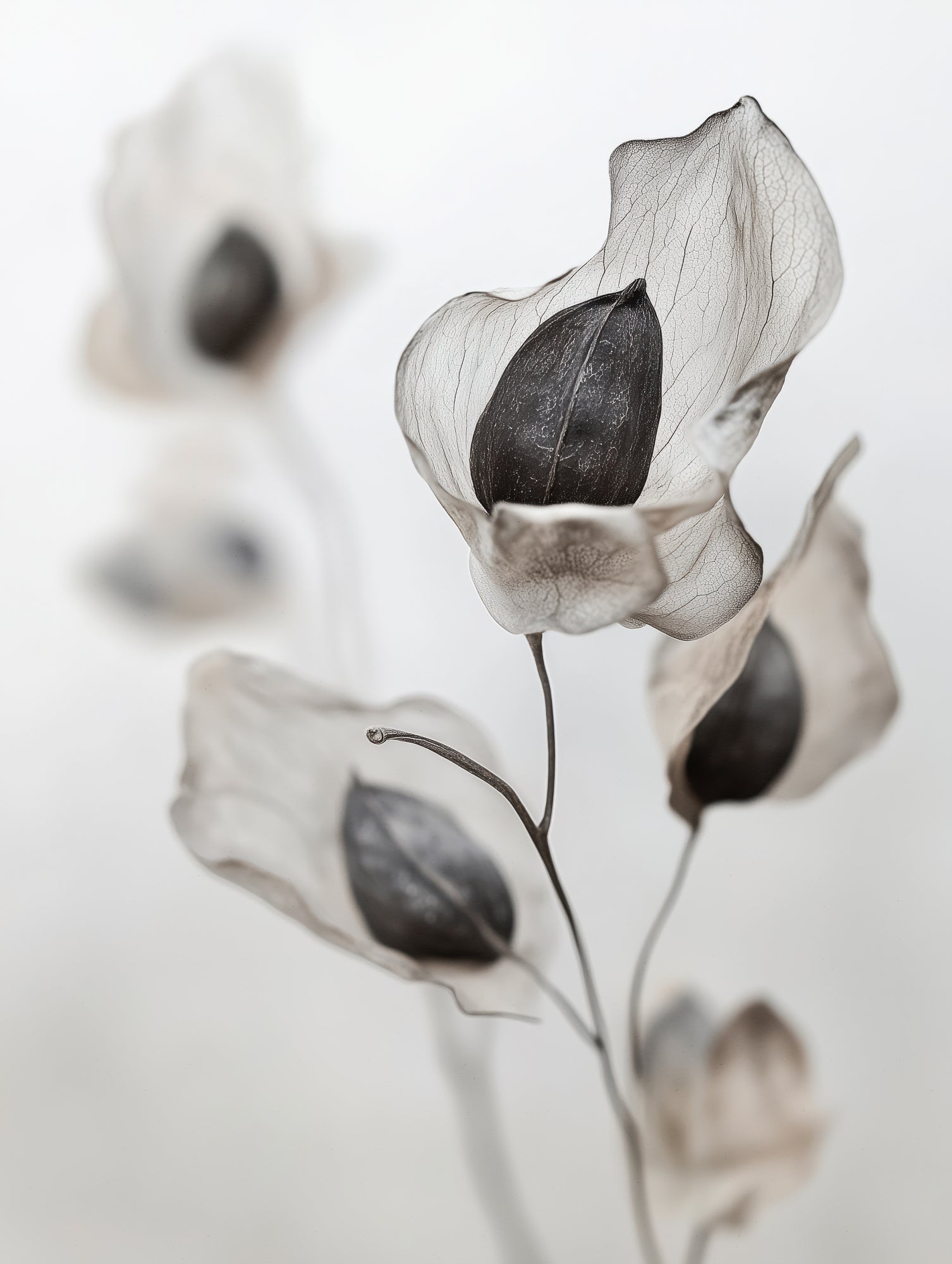 Whispering Petals