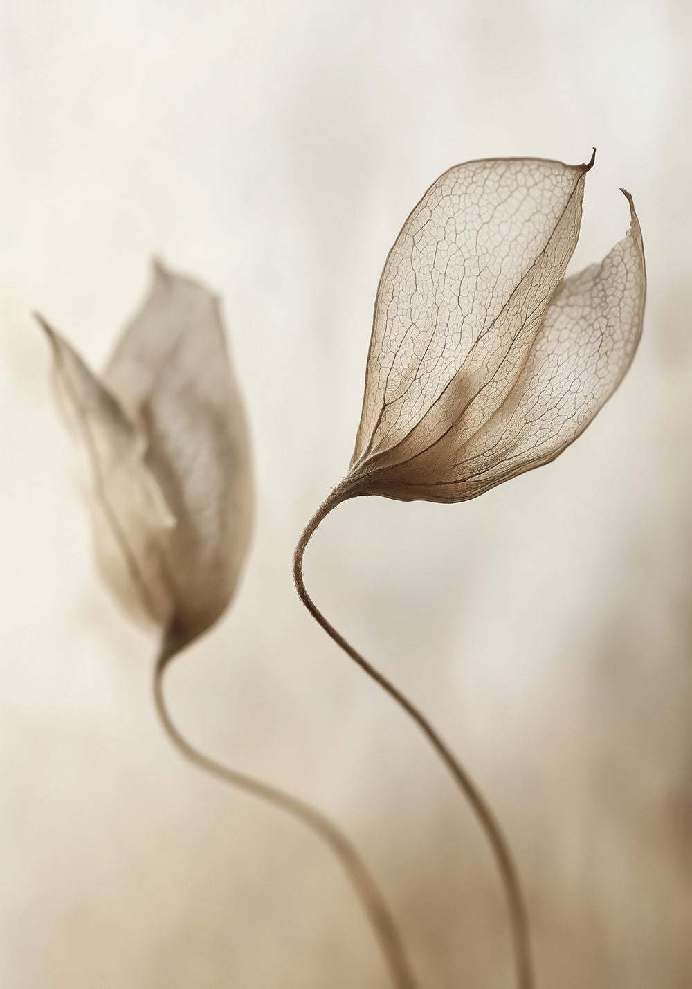 Whispering Petal Pair