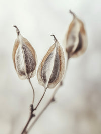 Whispering Pods