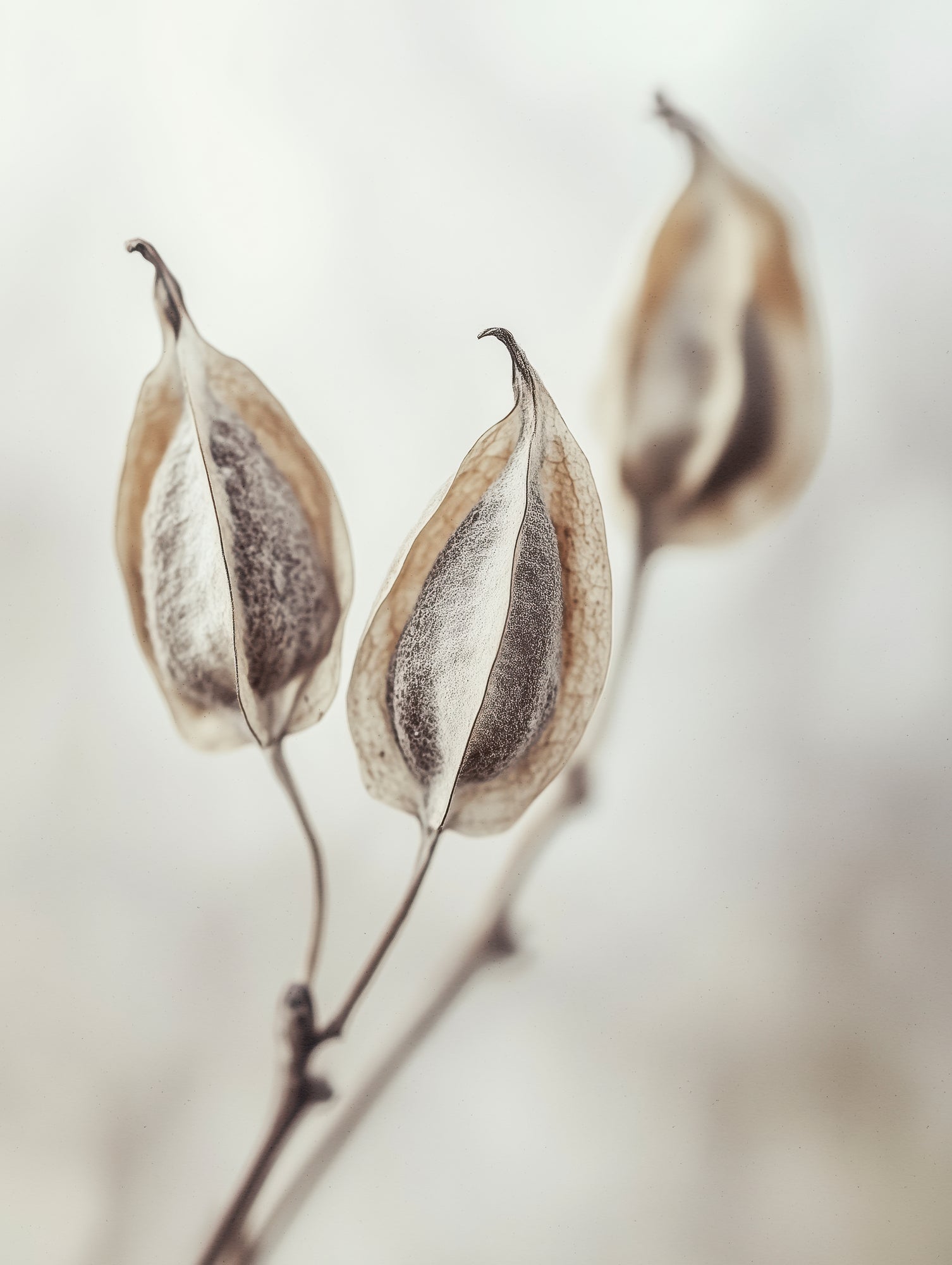 Whispering Pods