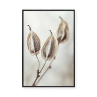 Whispering Pods | Framed Canvas
