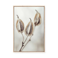 Whispering Pods | Framed Canvas