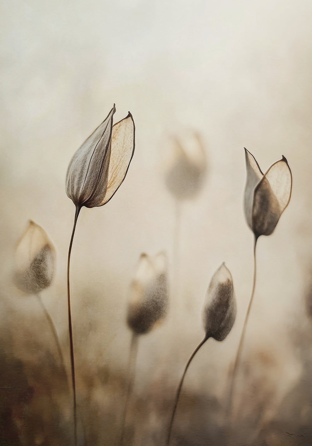 Whispering Nature