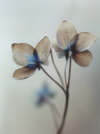 Whispers of Petals