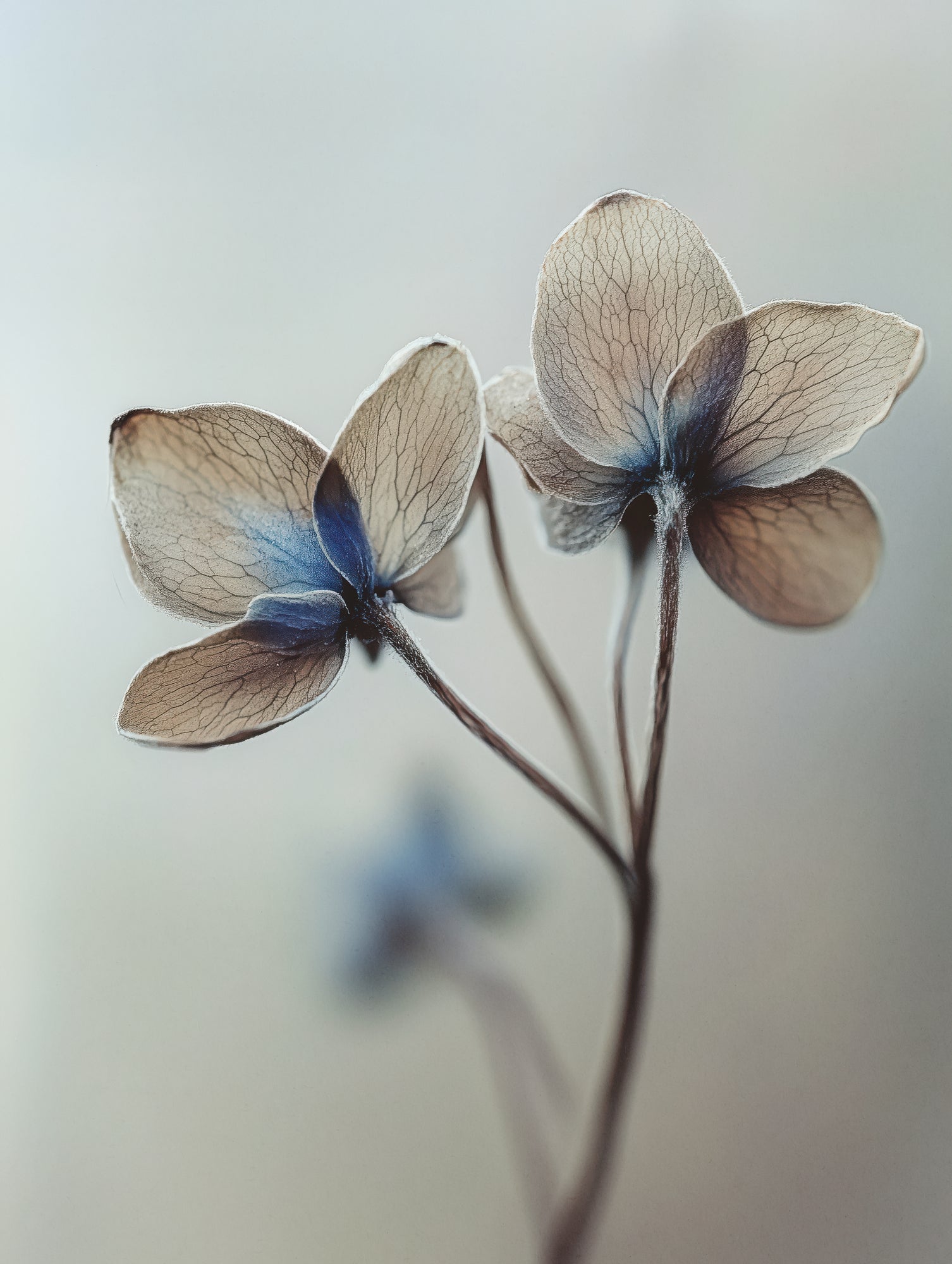 Whispers of Petals