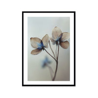 Whispers of Petals