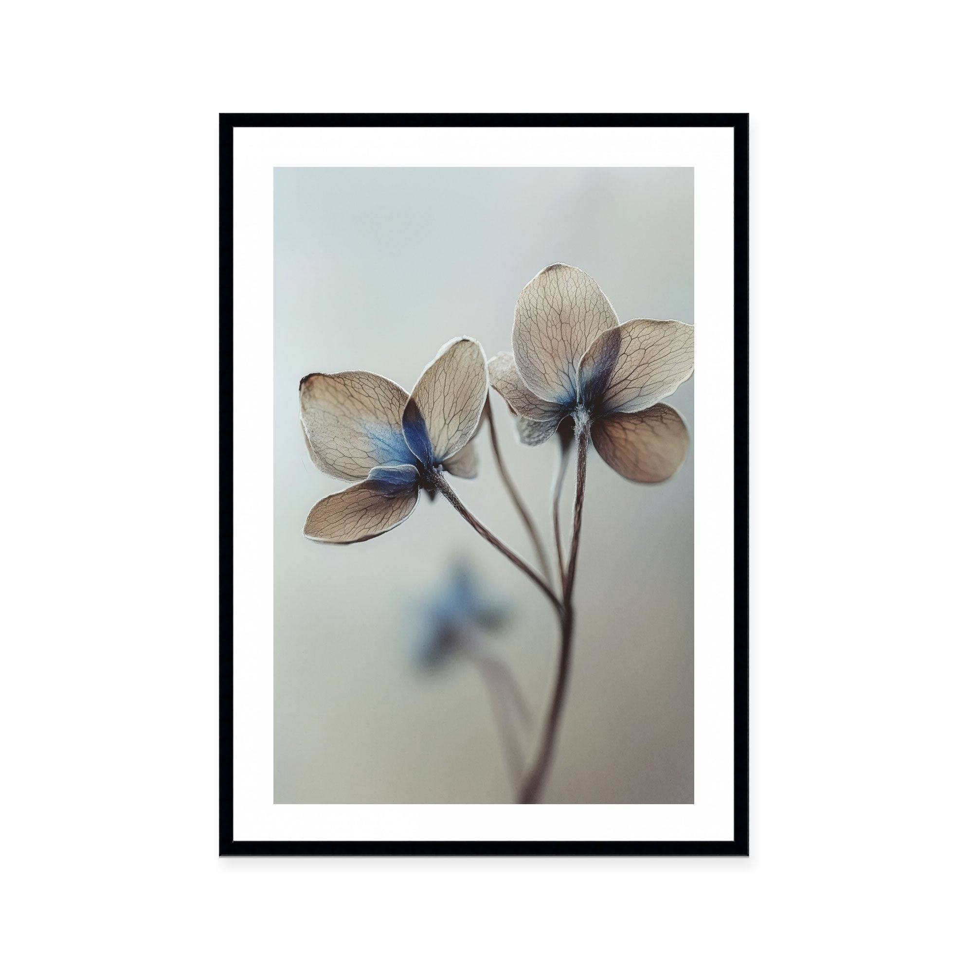 Whispers of Petals