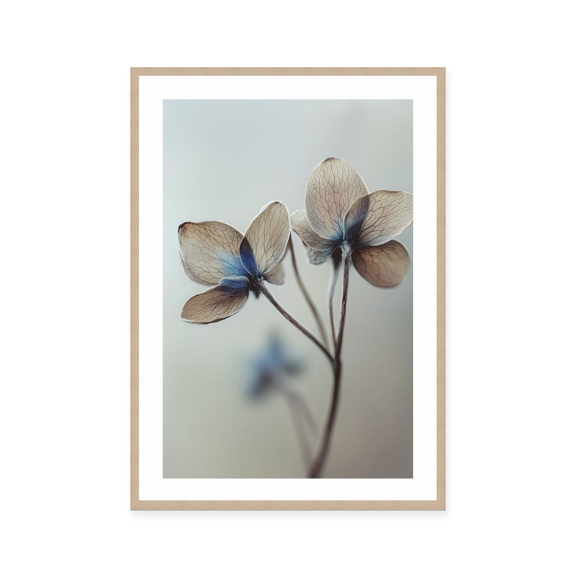 Whispers of Petals