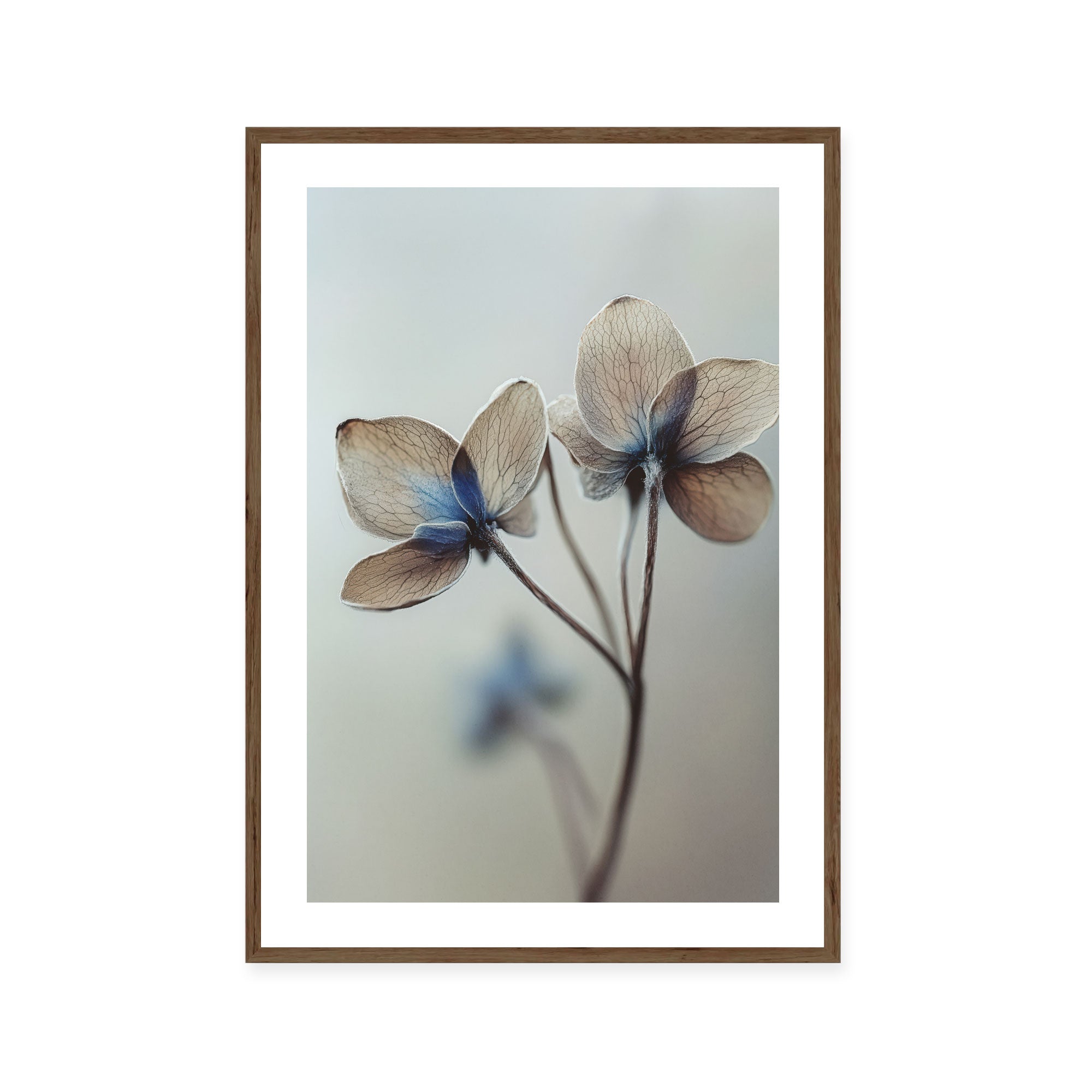 Whispers of Petals