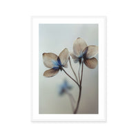 Whispers of Petals