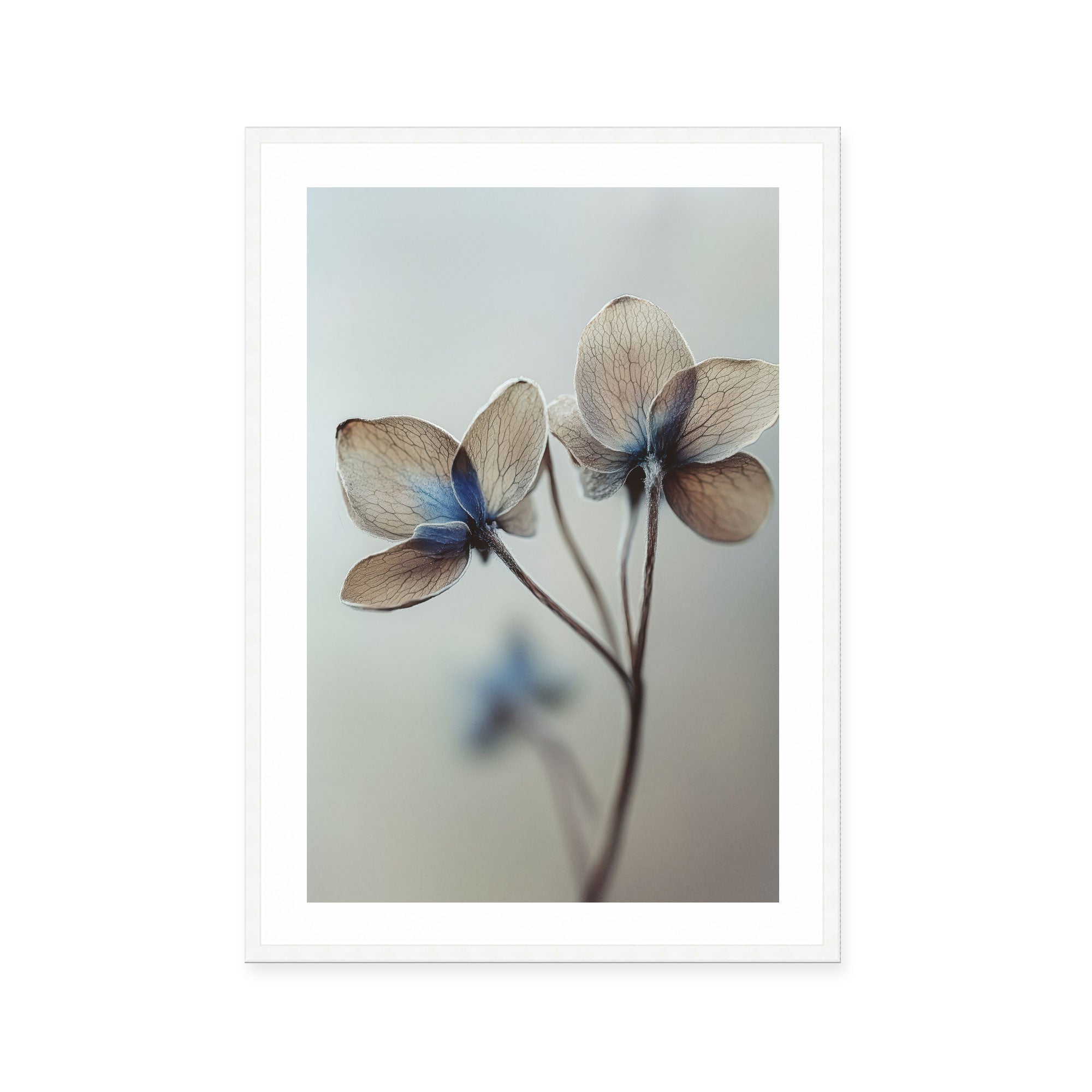 Whispers of Petals