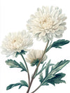 White Chrysanthemum