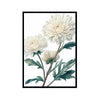 White Chrysanthemum