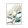 White Chrysanthemum