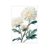 White Chrysanthemum