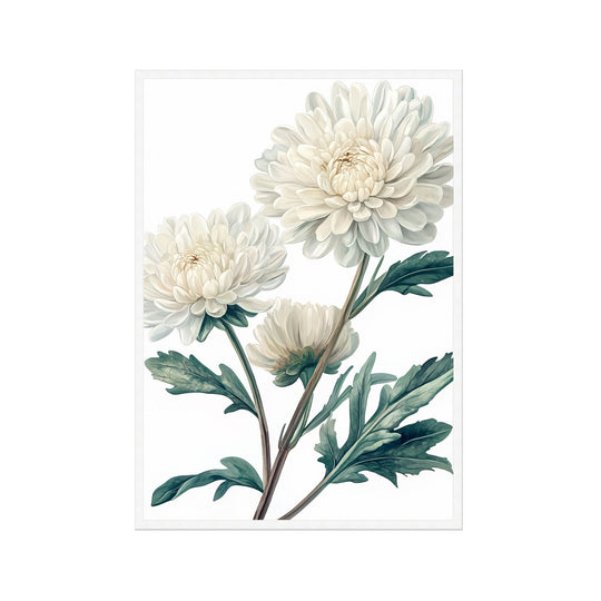 White Chrysanthemum