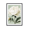 White Peony