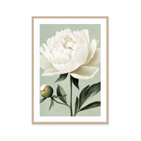 White Peony