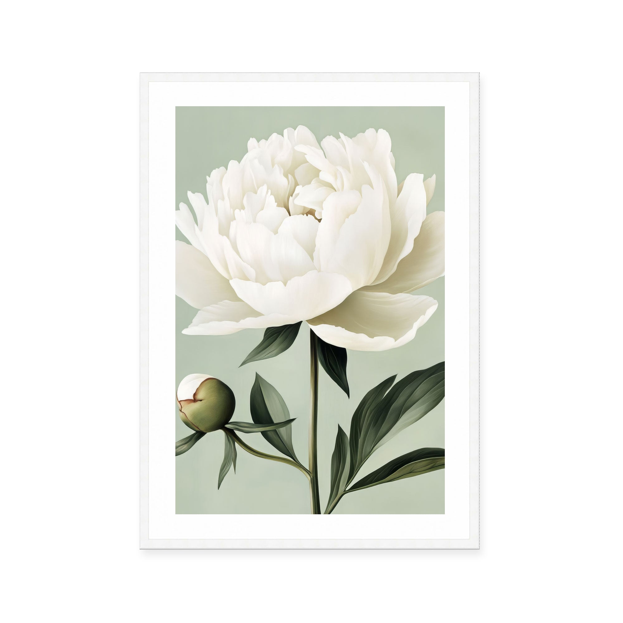 White Peony