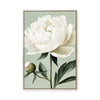 White Peony | Framed Canvas