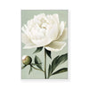 White Peony | Framed Canvas