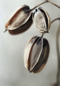 Withered Elegance
