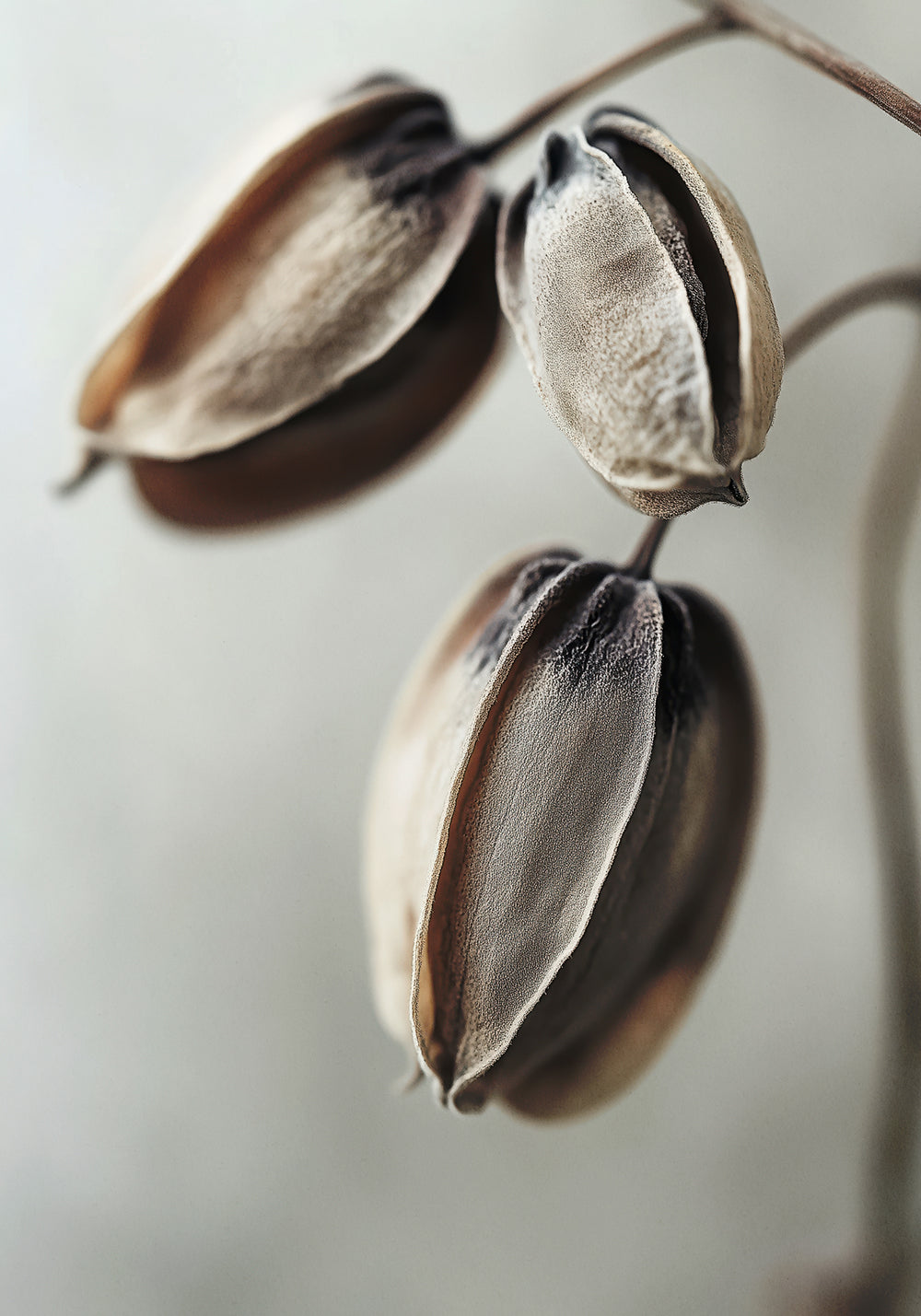Withered Elegance