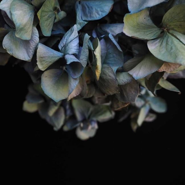 Blue Hydrangea | Katie Clulow