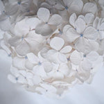 White Hydrangea | Katie Clulow